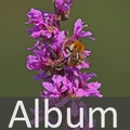 Album Weiderichgewächse <!--hidden-->